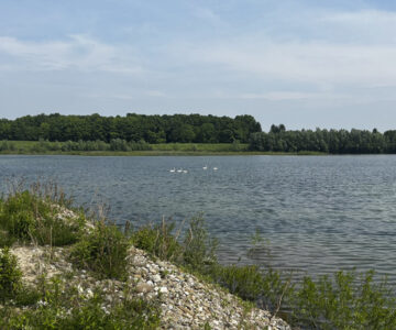 caledon swan lake