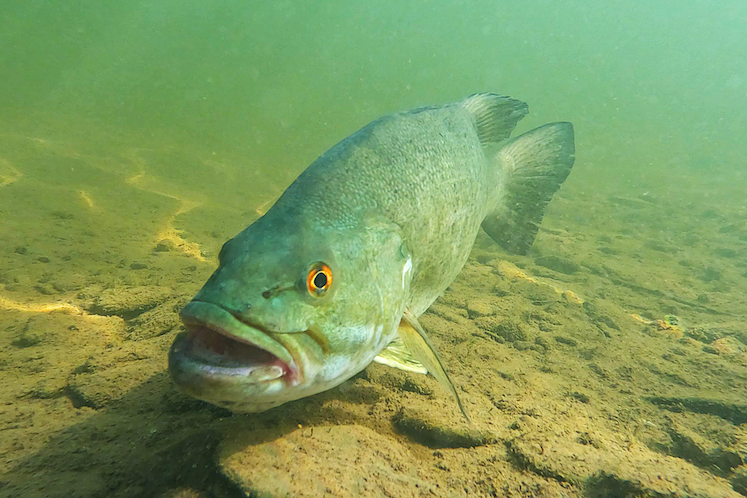 smallmouth bass protecting eggs