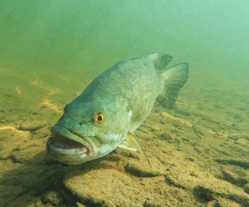 smallmouth bass protecting eggs