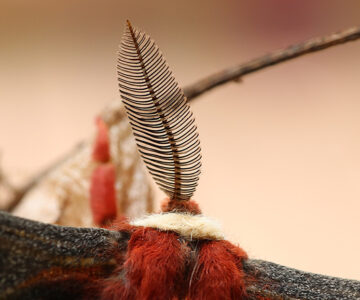 moth antennae close up
