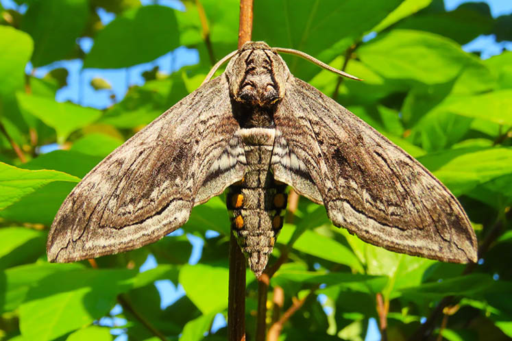 Five-spottedHawkmoth