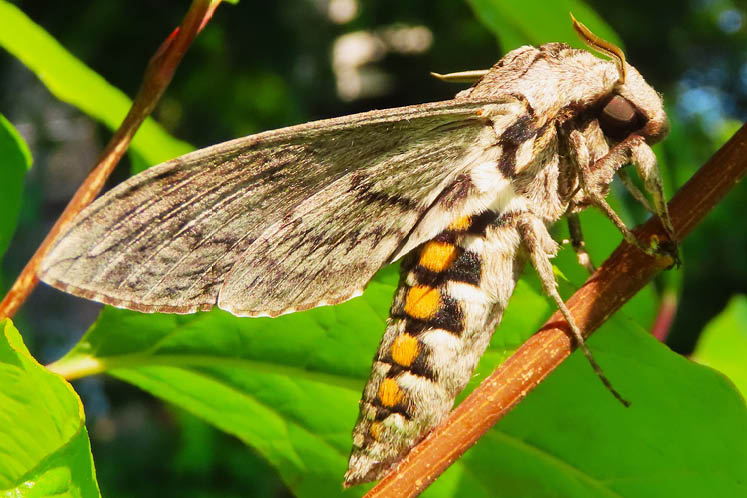 Five-spotted hawk moth