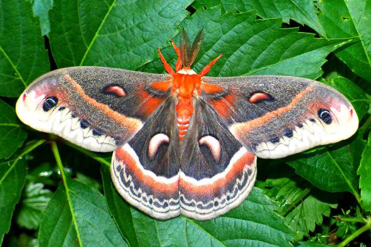 cecropia moth