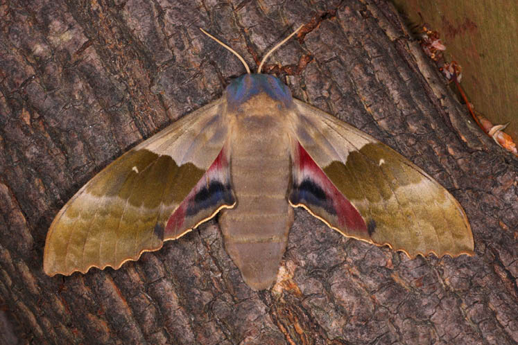great poplar sphinx moth