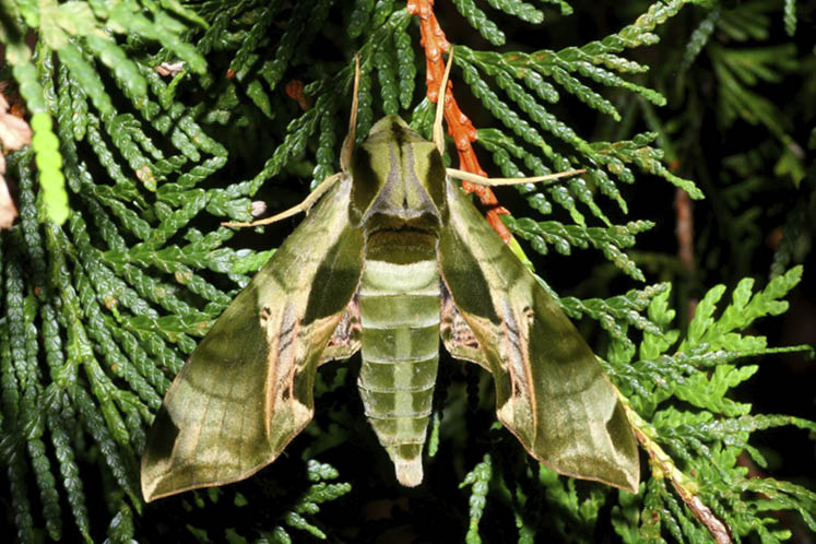 pandorus sphinx aka hawk moth