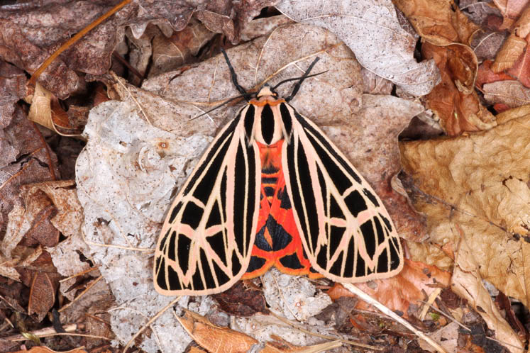 virgin tiger moth