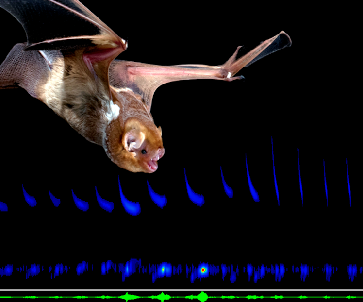 eastern red bat echolocation