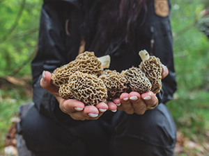 Jordan madley foraging