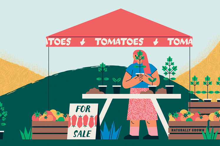 roadside tomato stand