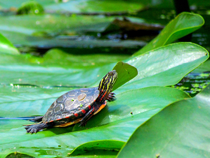 juvenile painted turtle