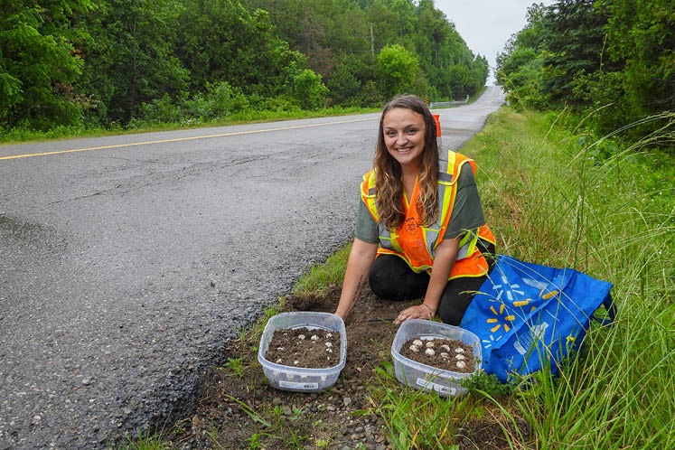 headwaters turtle rescue