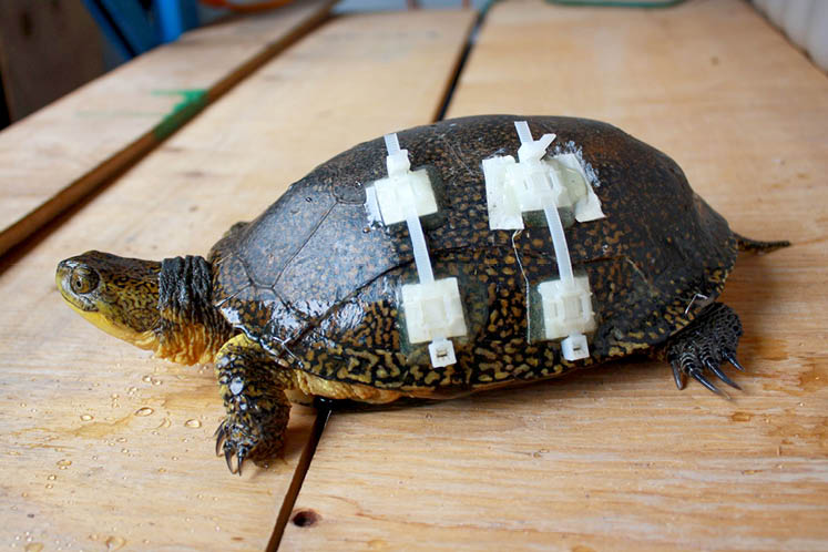 Blanding's turtle