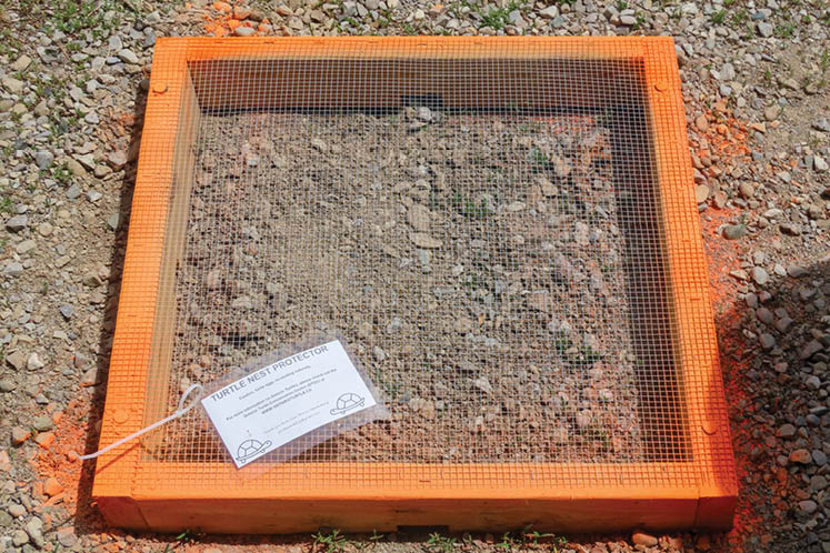 protect turtle nest