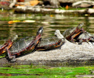 painted midland turtle