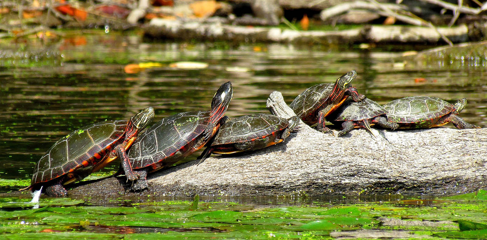 painted midland turtle
