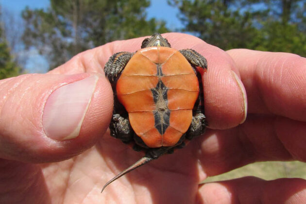 painted midland turtle hatchling