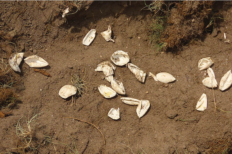 turtle eggs