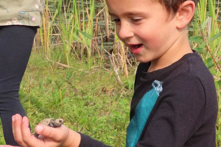 baby snapping turtle