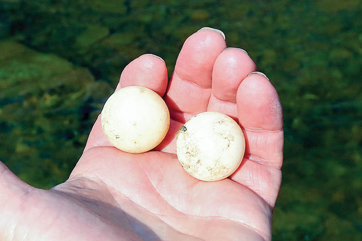 snapping turtle eggs