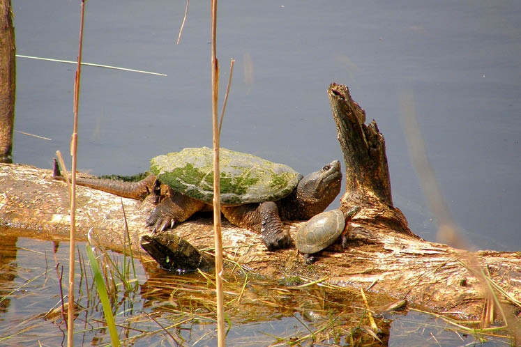 how to rescue turtle