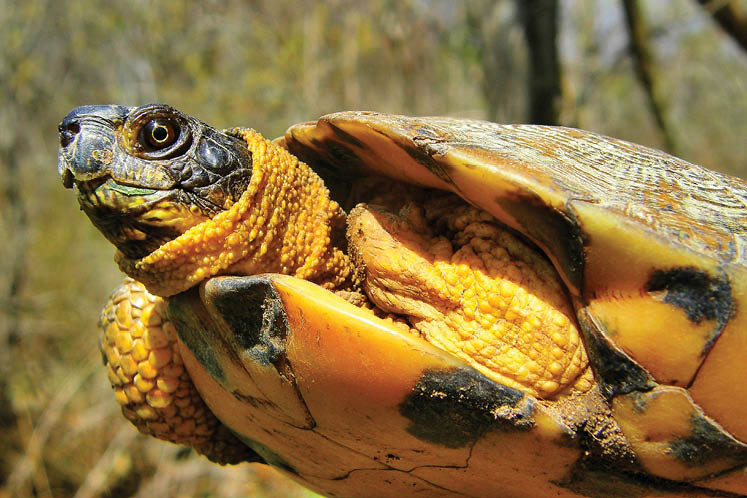what are turtle predators