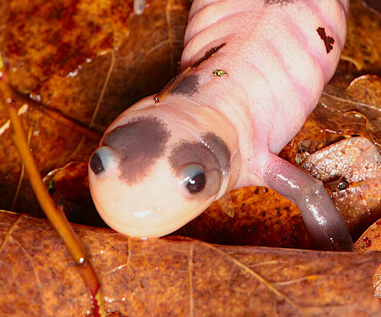 ontario salamanders