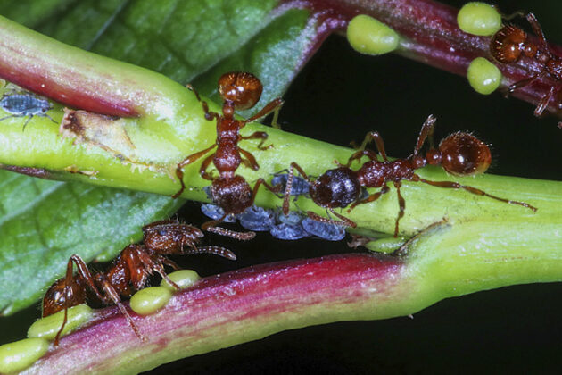 European fire ants