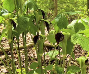 jack in the pulpit