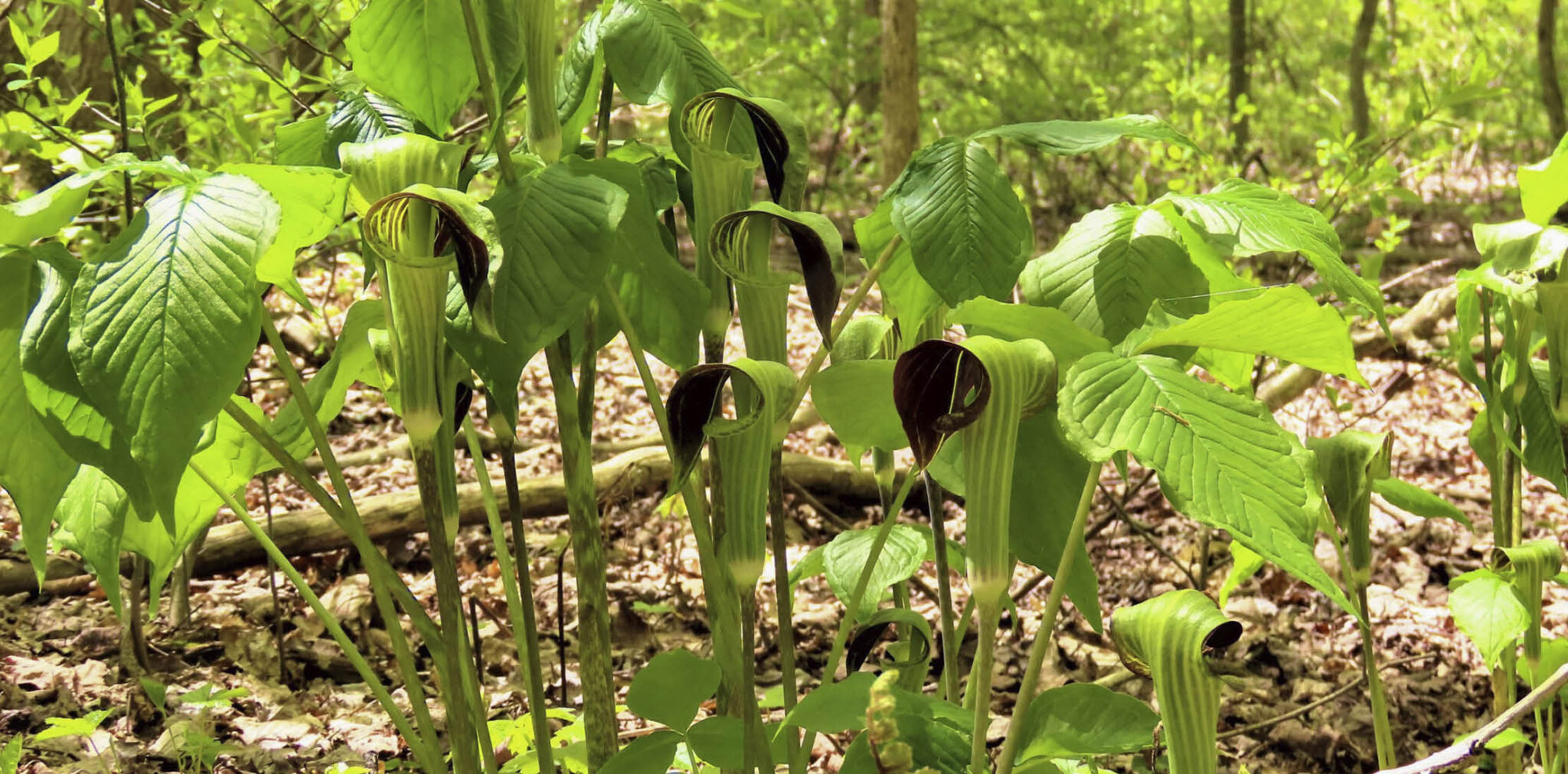 jack in the pulpit
