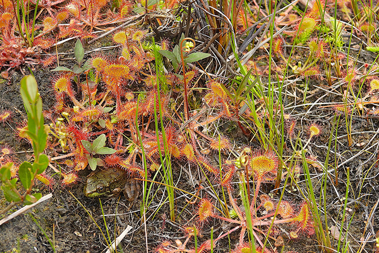 sundew plant