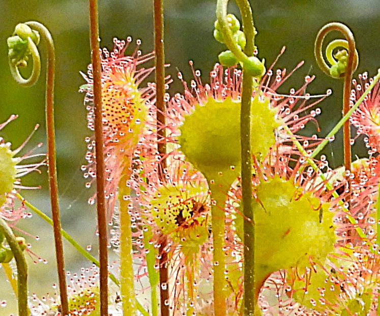sundews