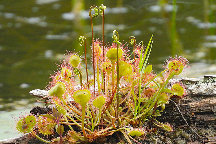sundews canada