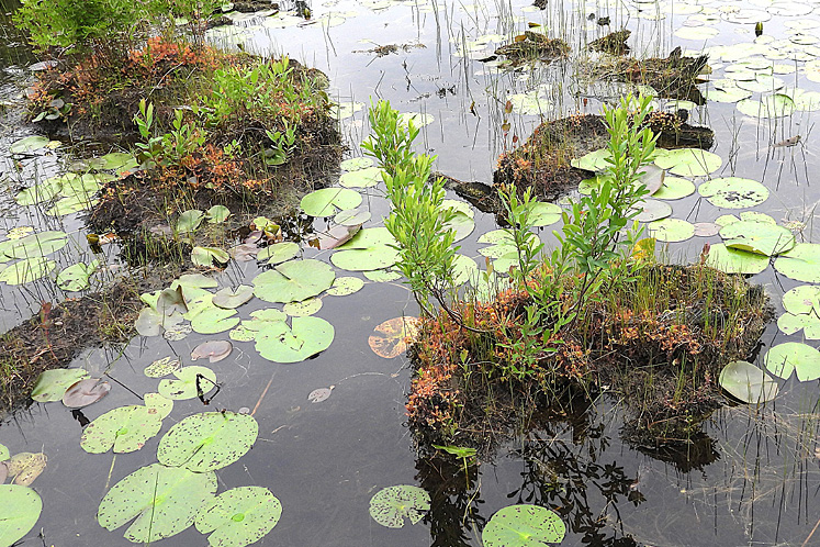 sundews in bog
