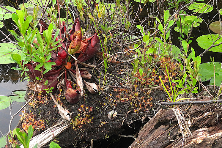 pitcher plants
