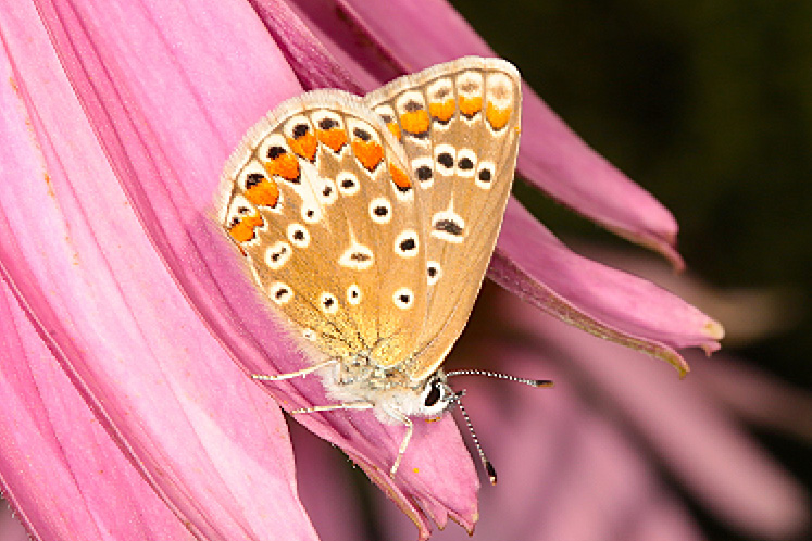 european common blue