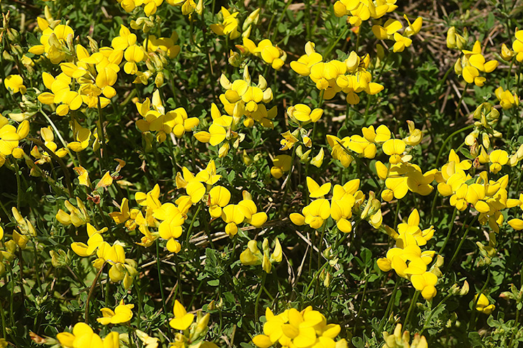 birds foot trefoil