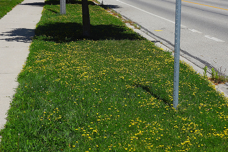 birds foot trefoil