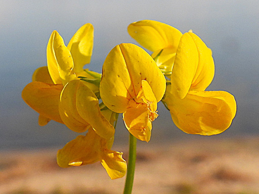 bird's-foot trefoil
