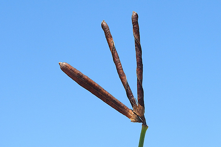 birds foot trefoil seed pod