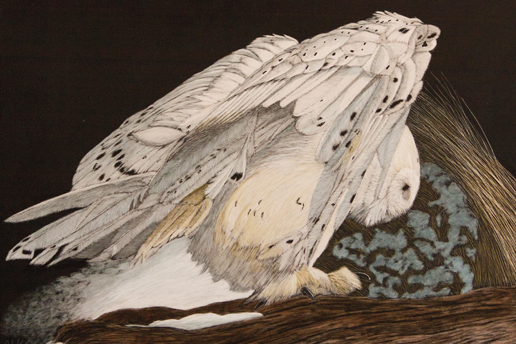 margaret pardy scratchboard