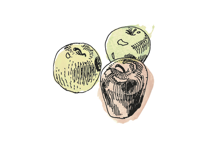 apple illustration