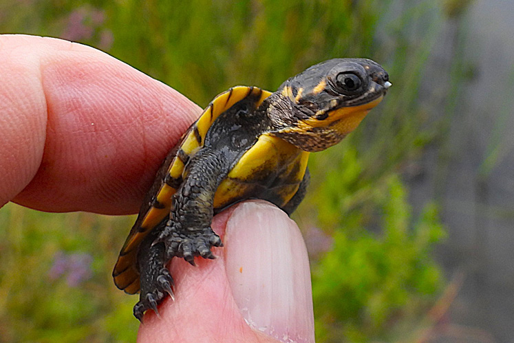 Blandings turtle