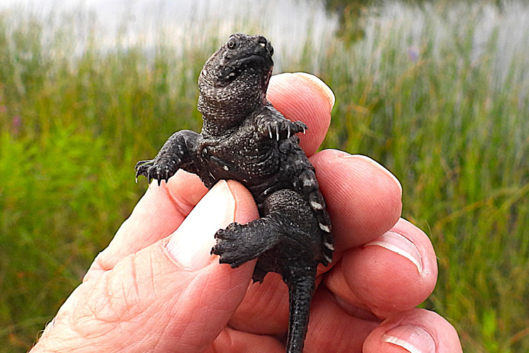 common snapping turtle
