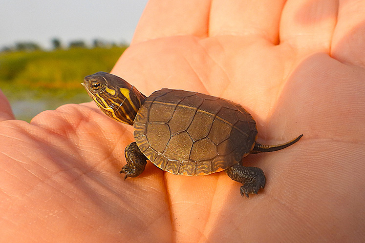 midland painted turtle