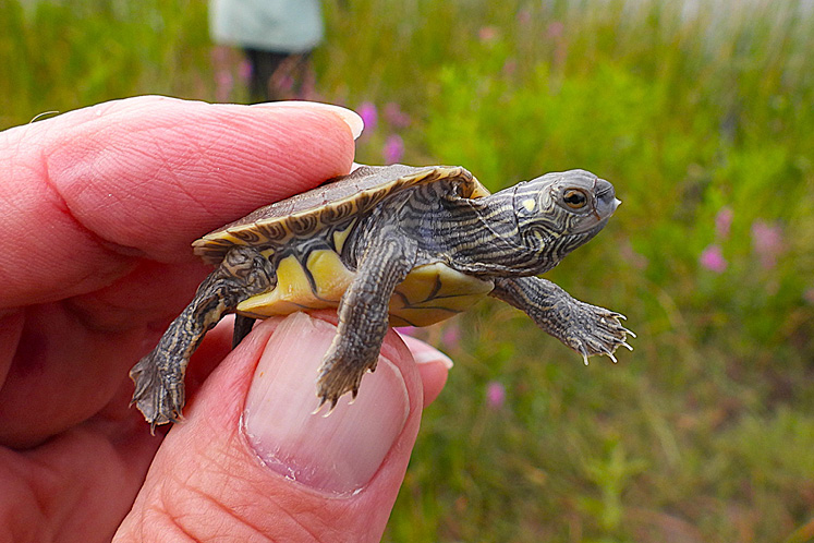 northern map turtle