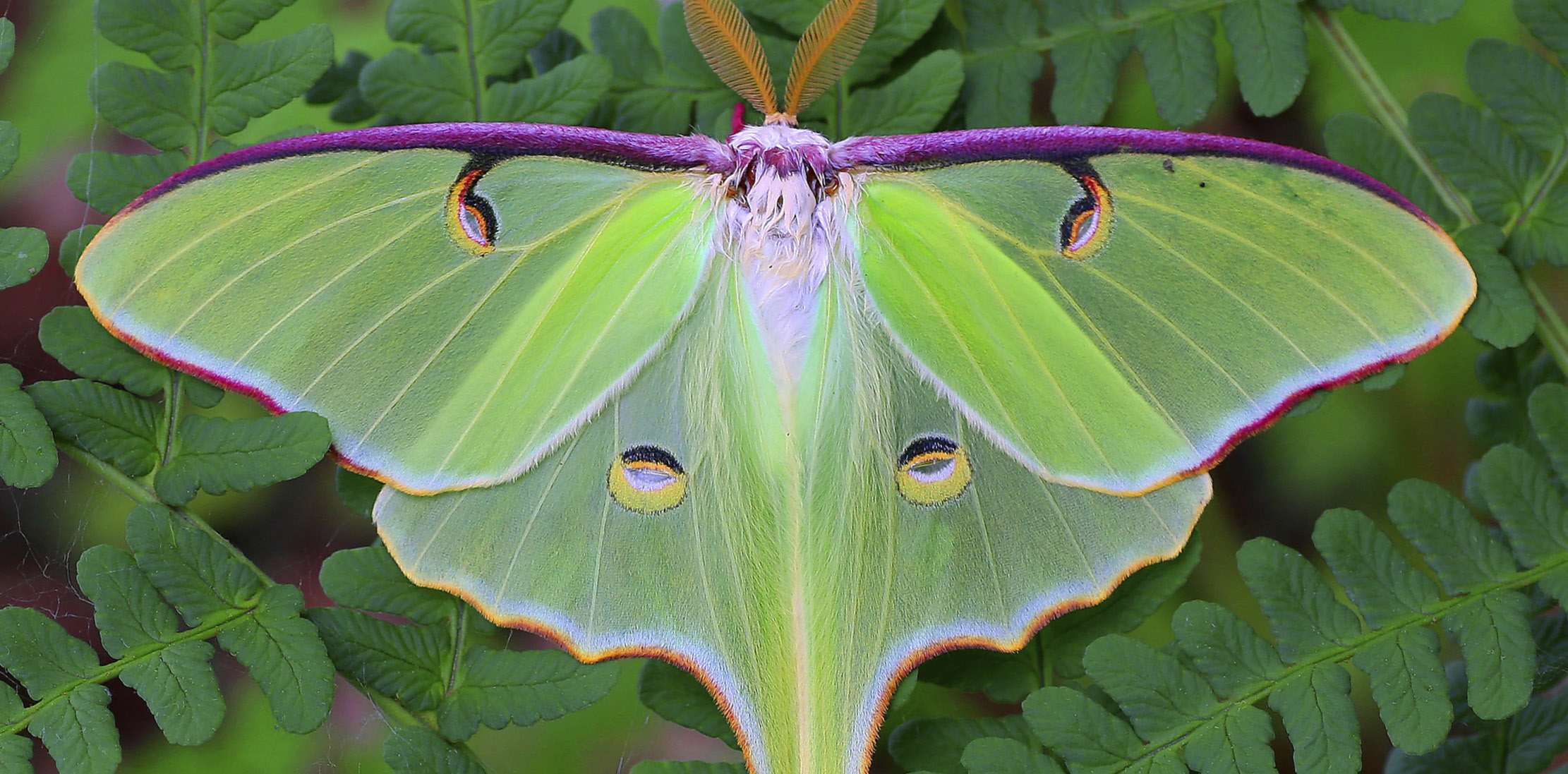 luna moth