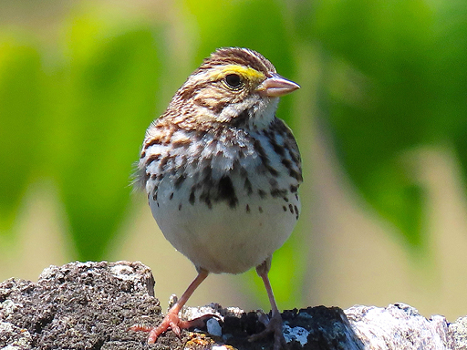 savannah sparrow